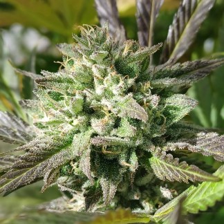 Nana Berry Cookies